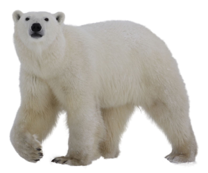 Polar white bear PNG-23507